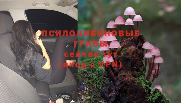 мяу мяу мука Аркадак